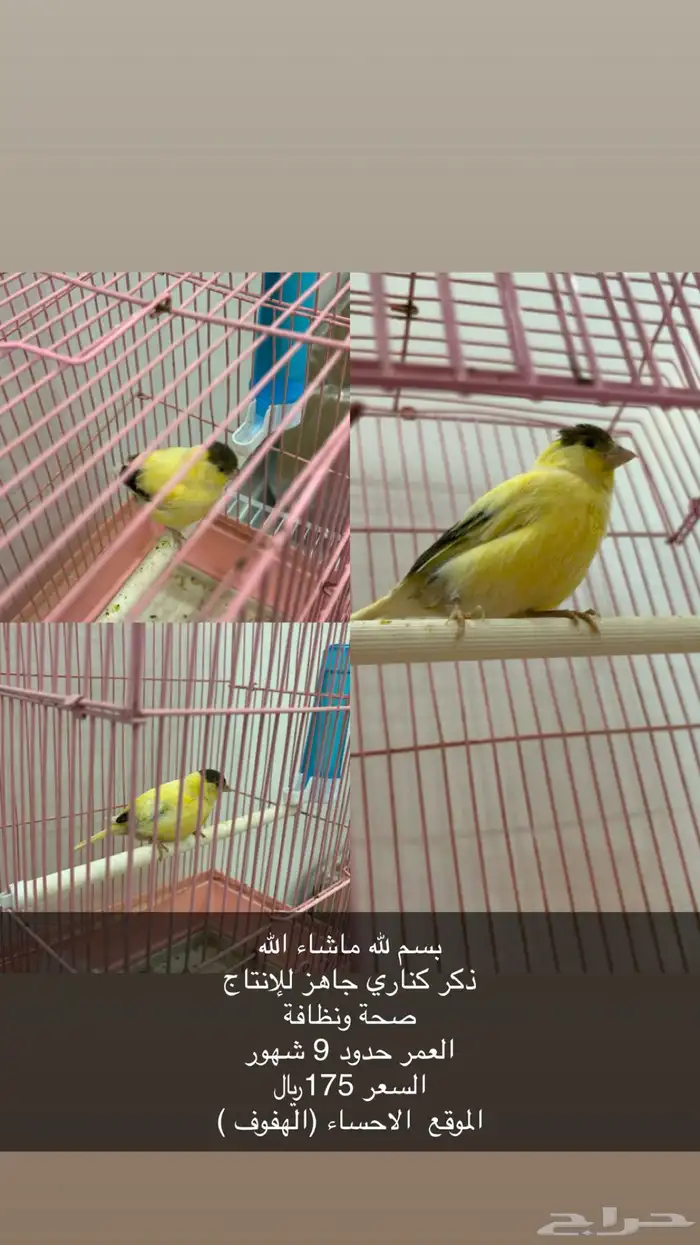 كناري جاهز للانتاج 0