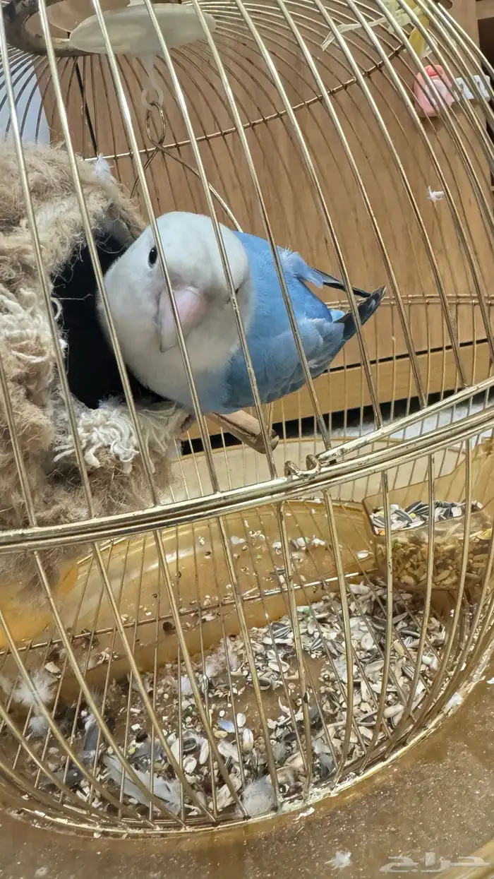 طير روز اليف 0