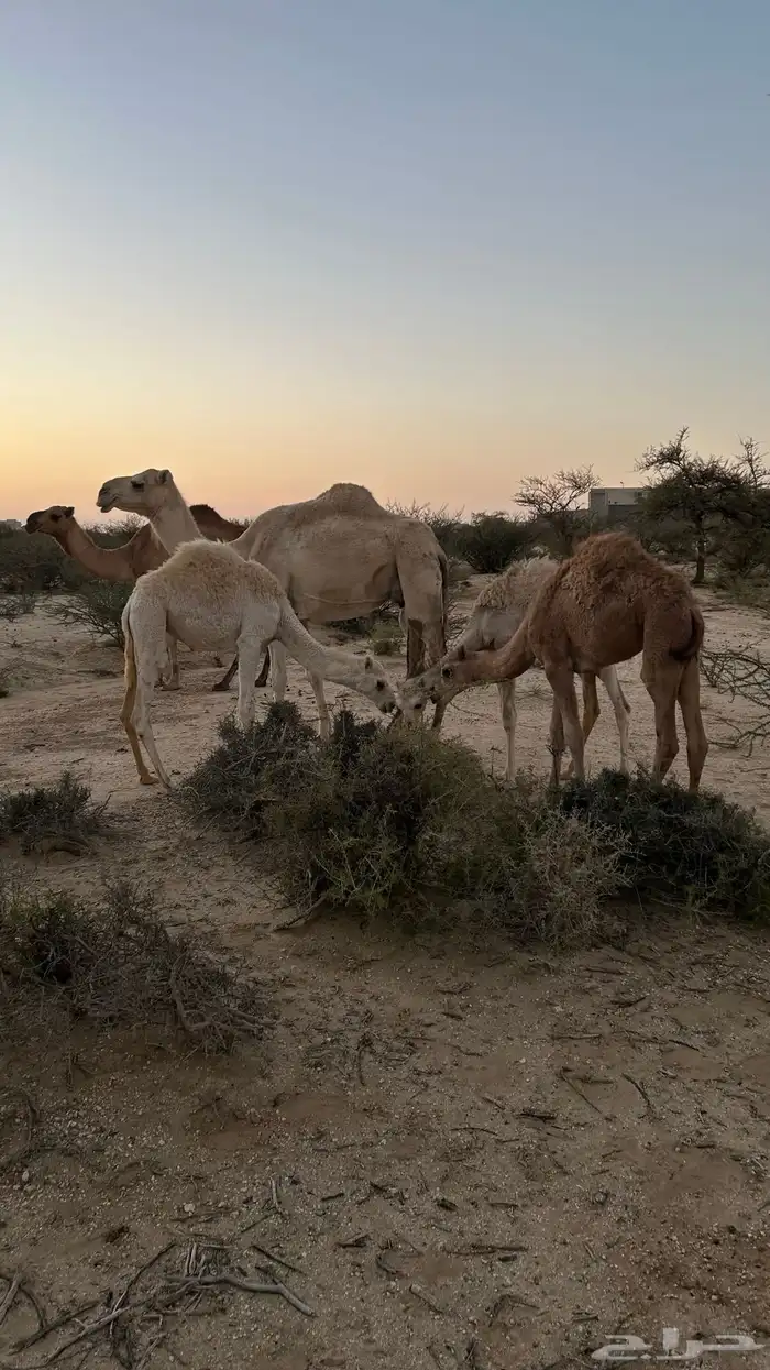 نياق خلفات معهن اربع بكار 24