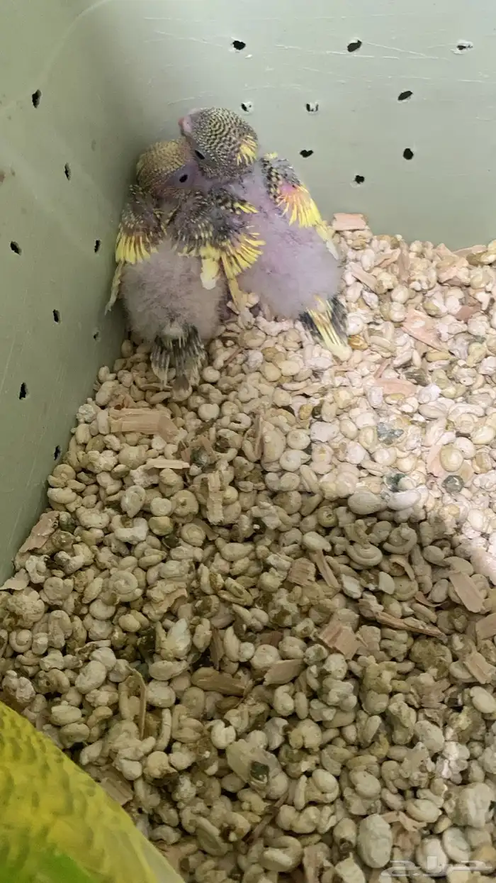 سيرلاك طيور وابر غر و اقفاص متوفر حب بادجي وروز وكروان 0