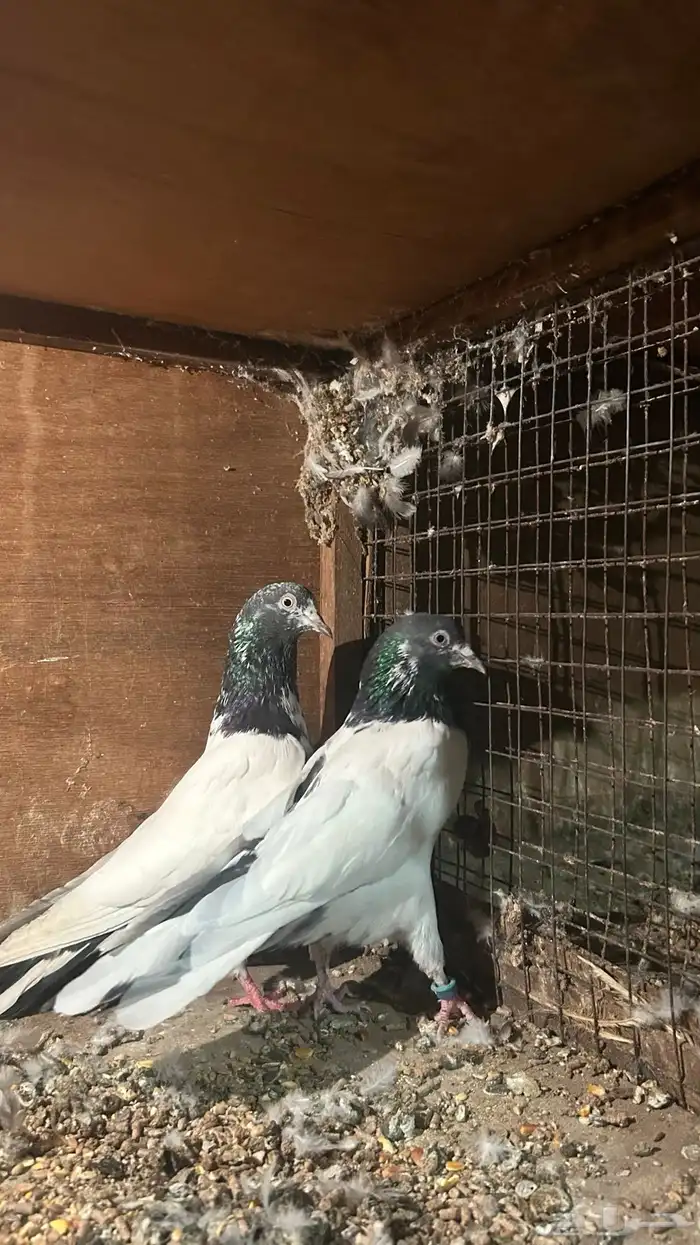 حمام باكستاني 4