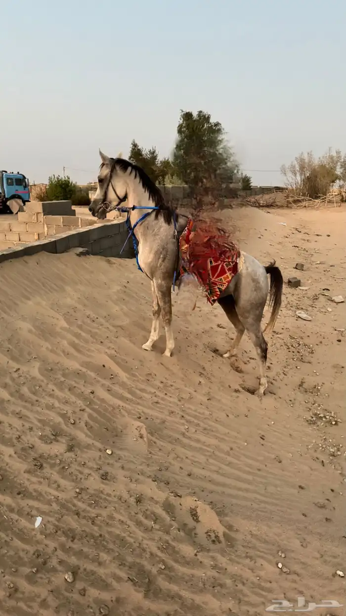 حصان شعبي كفوو 7