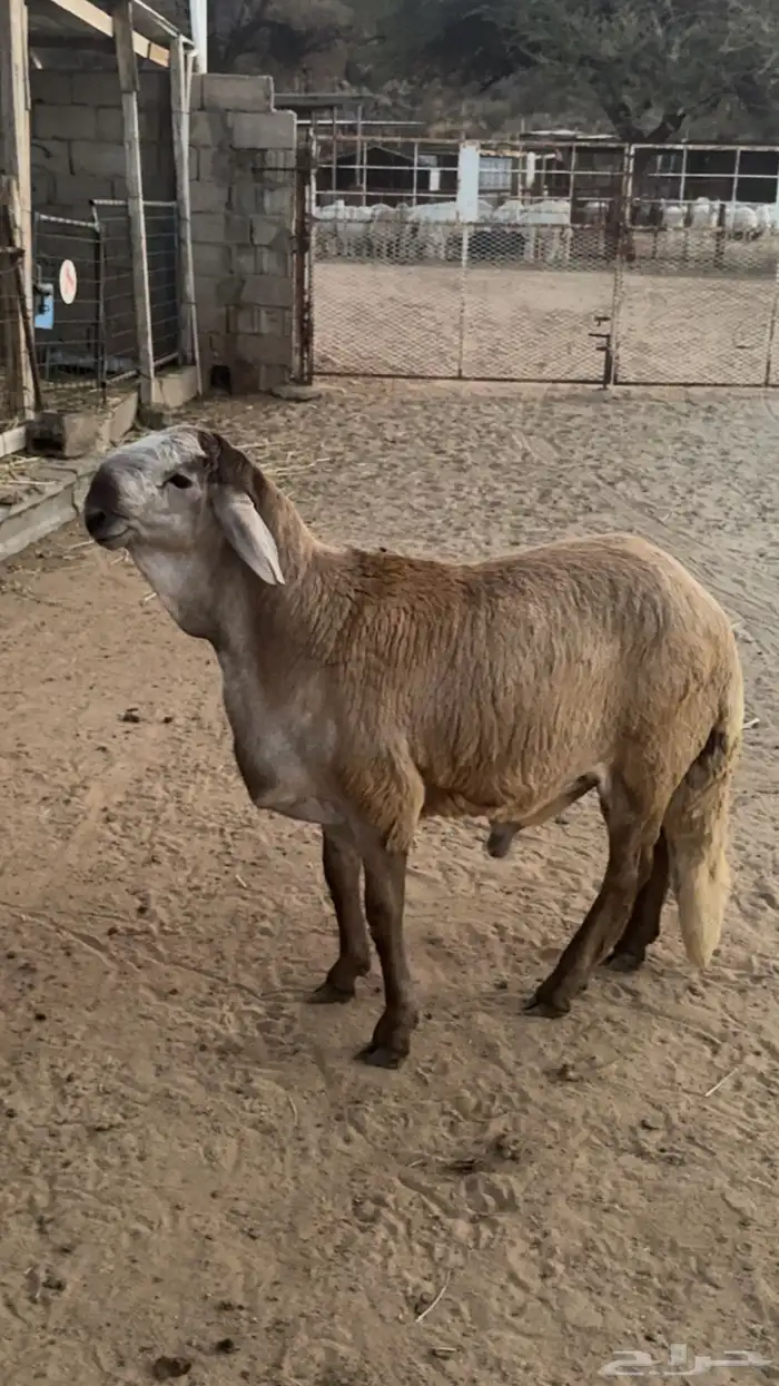 سواكني مشروع فحل 3