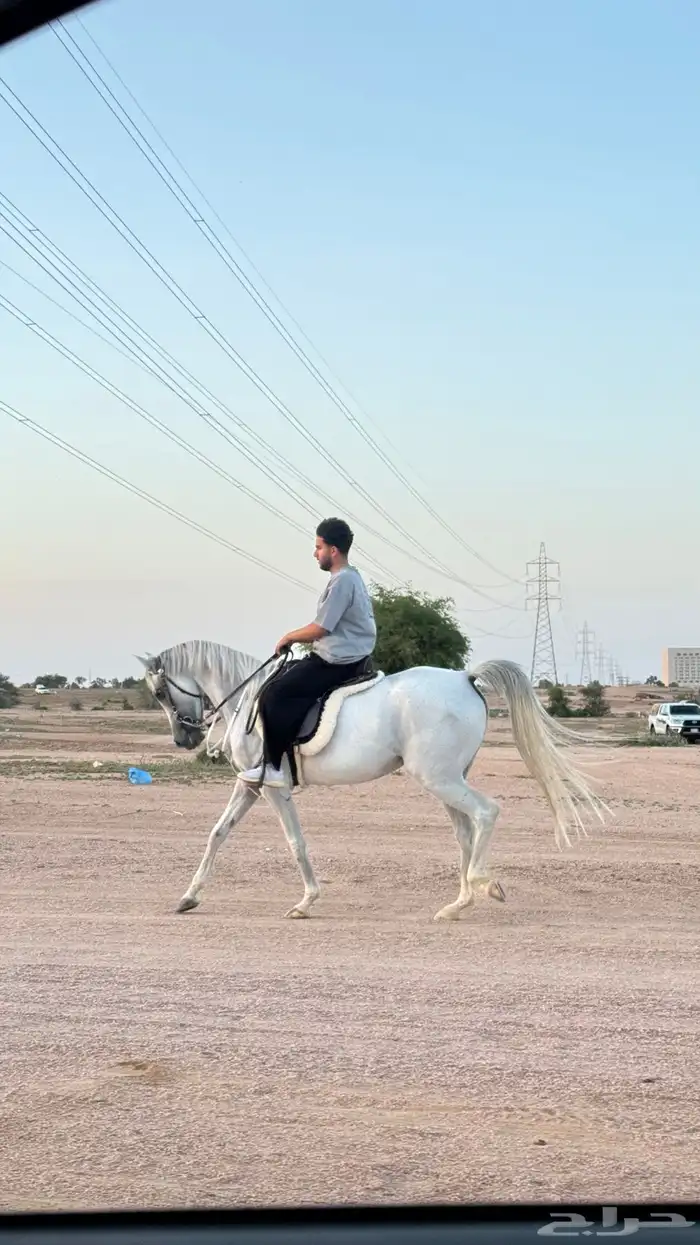 فرس شعبيه لقاح 3