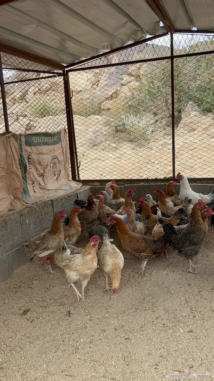 دجاج بلدي للبيع 5