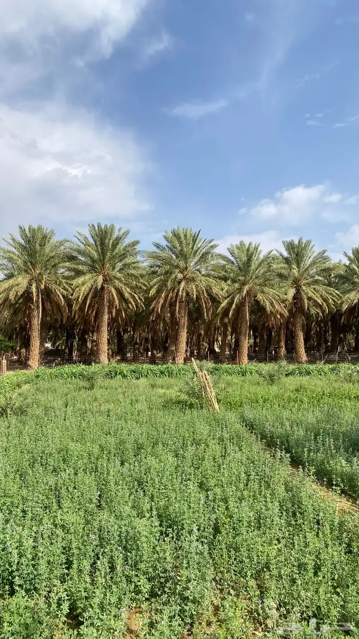 تمر سري حبه كبيره حصاد السنه من مزارعنا نحمدالله على نعمة 1