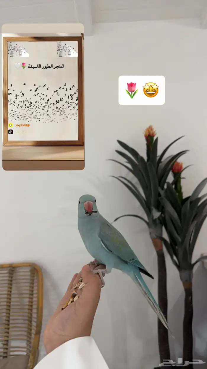 سلام عليكم عرض لكم تدريب طيور 1