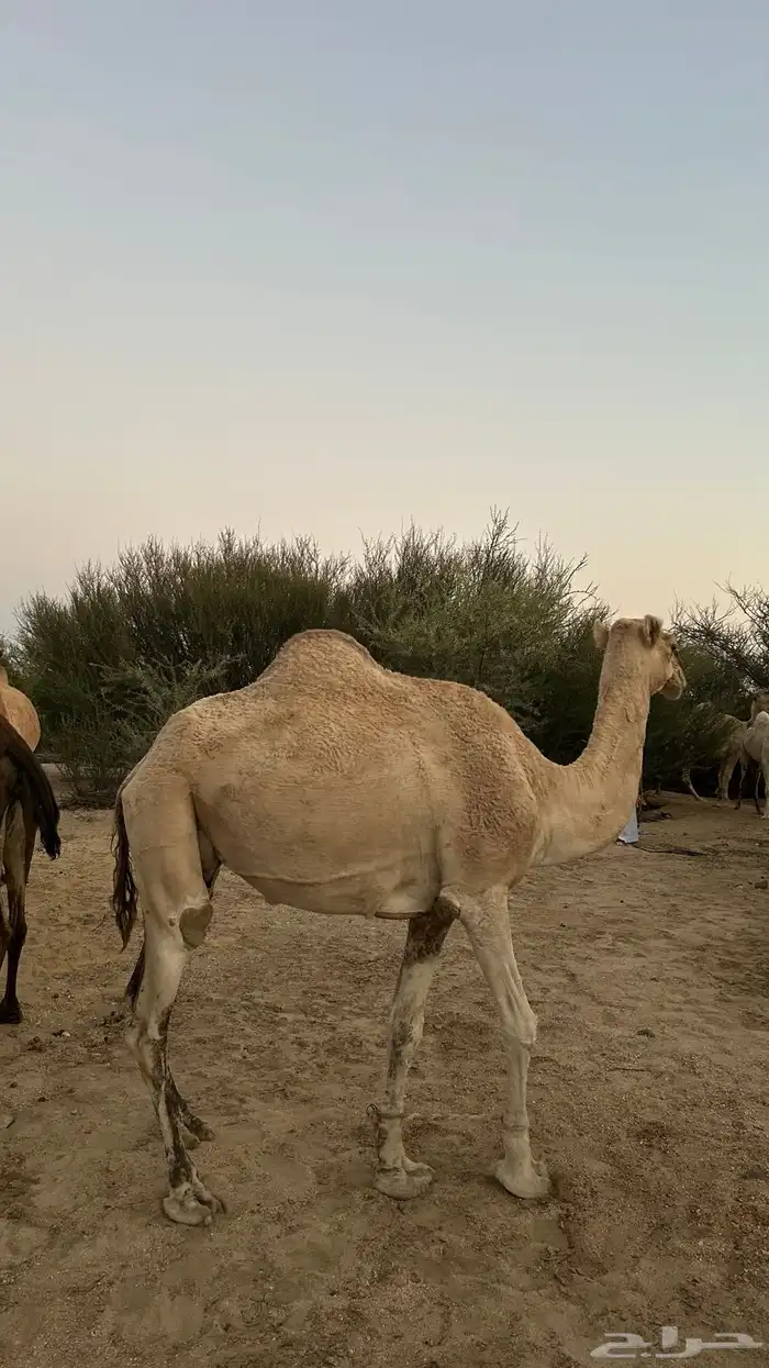 نياق خلفات معهن اربع بكار 11