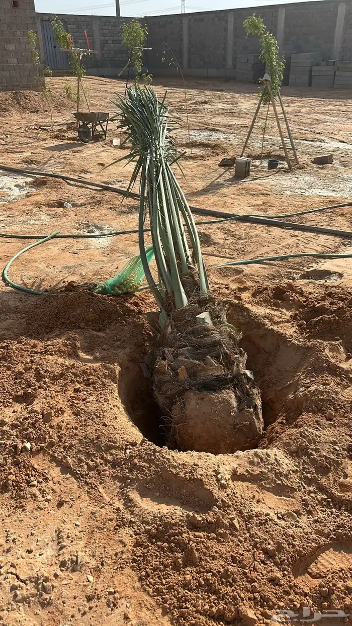 نخل للبيع منتج 0