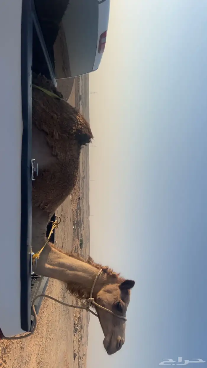 بكره عمانيه رباع 0