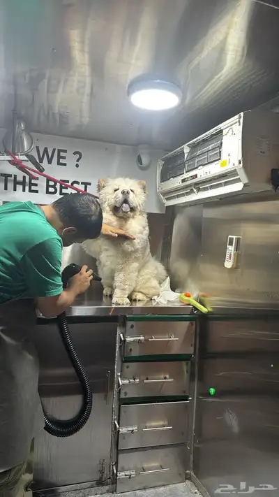 كلب تشاو تشاو للبيع index