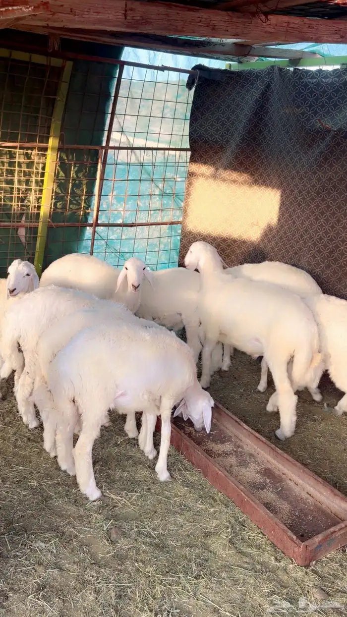 طليان ورخال العدد 9 نظيفه وسمان شرط 0