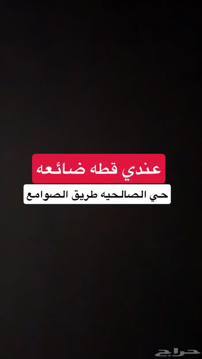 قطه ضائعه سكوتش ستريت شيرازي لونه رمادي كبير بالعمر 0