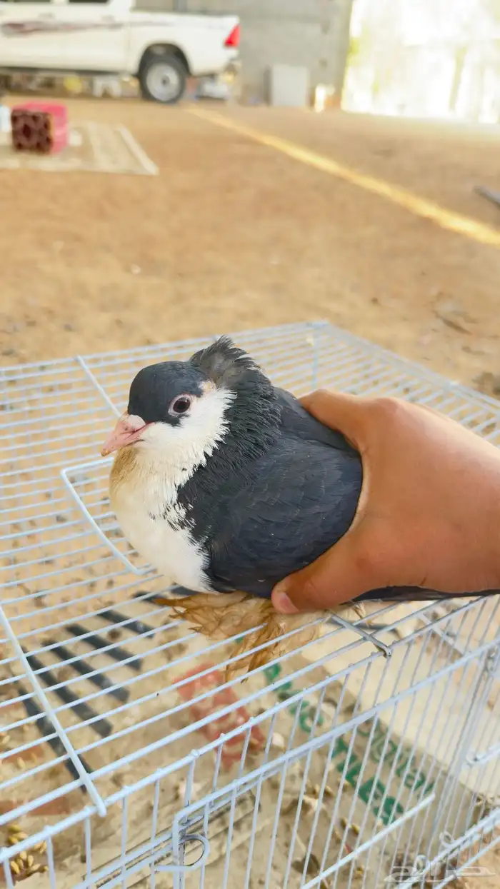 بلجيكي اضن انه ذكر ولا أنثى مدري بس اهل الخبره يفهمون للبيع 0