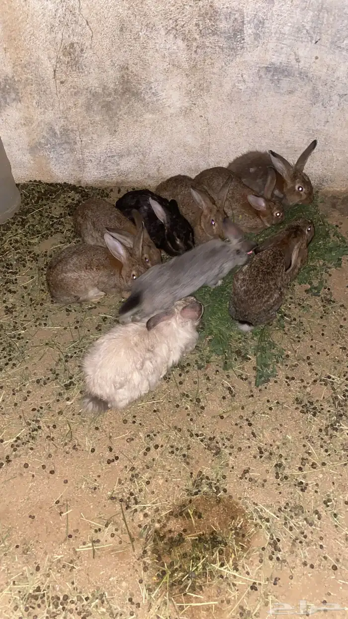 أرانب فرنسيه 2