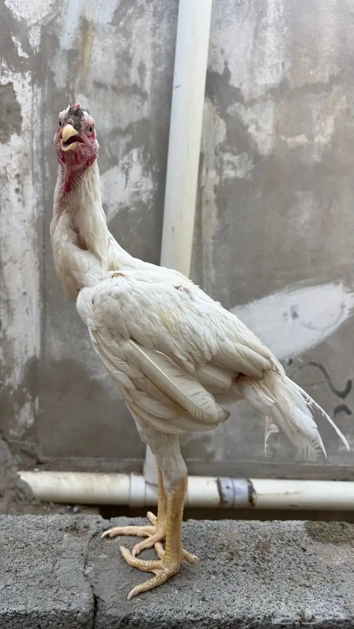 ديك سندي ابيض صك 0