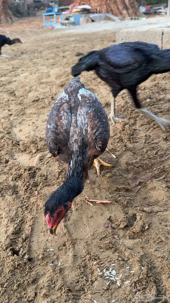 ديك باكستاني ودجاجه 4