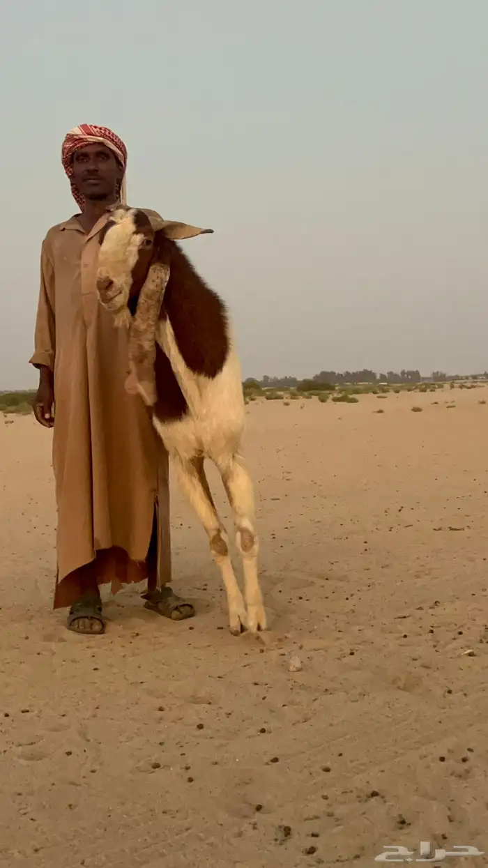 تيس فاخر للبيع 3