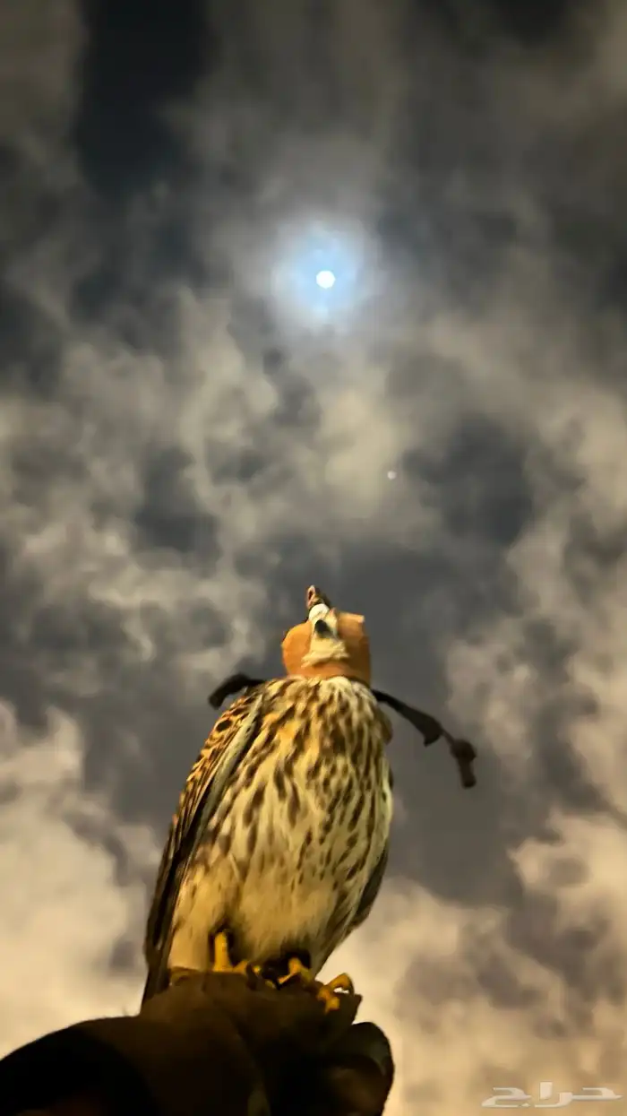 شبوط مدرب للبيع 0