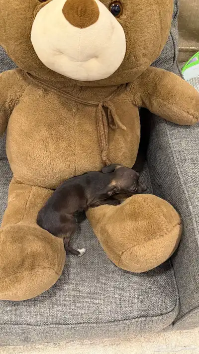 مطلوب شيواو ذكر تي كب 0