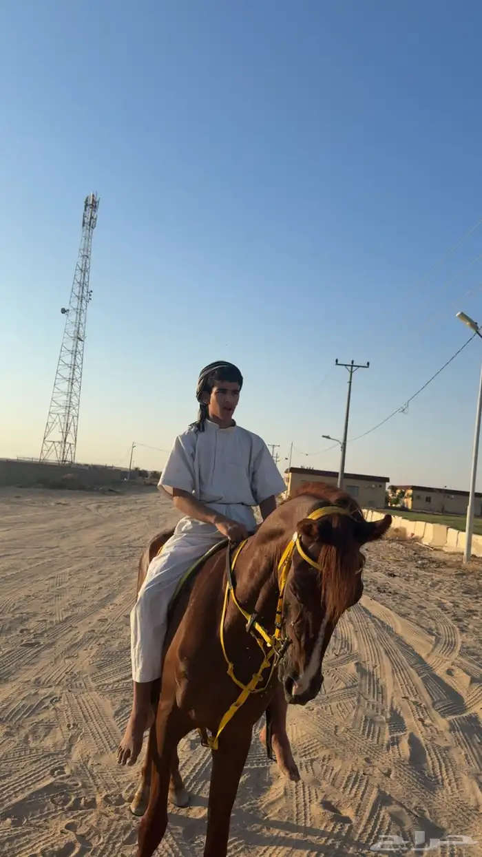 خيل شعبي العمر 4 0