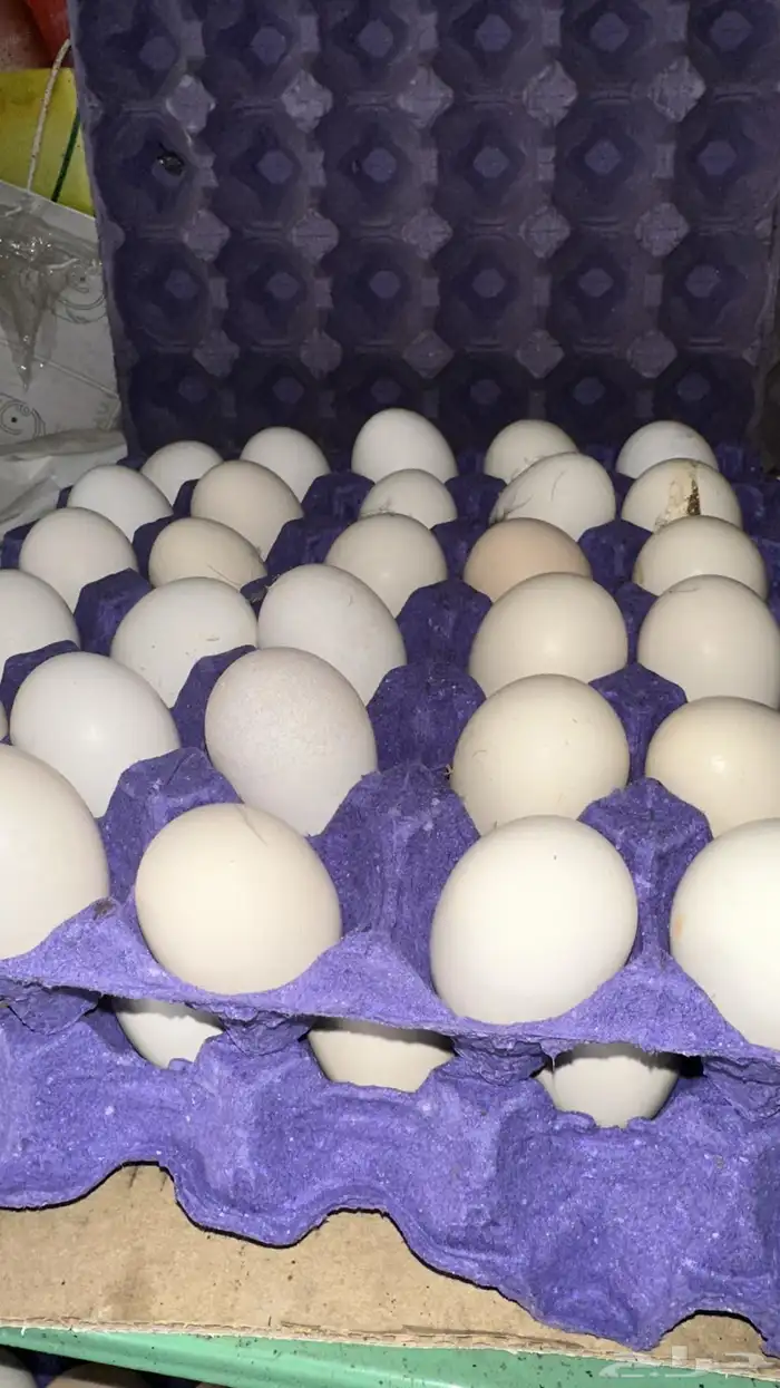 للبيع دجاج بياض 5