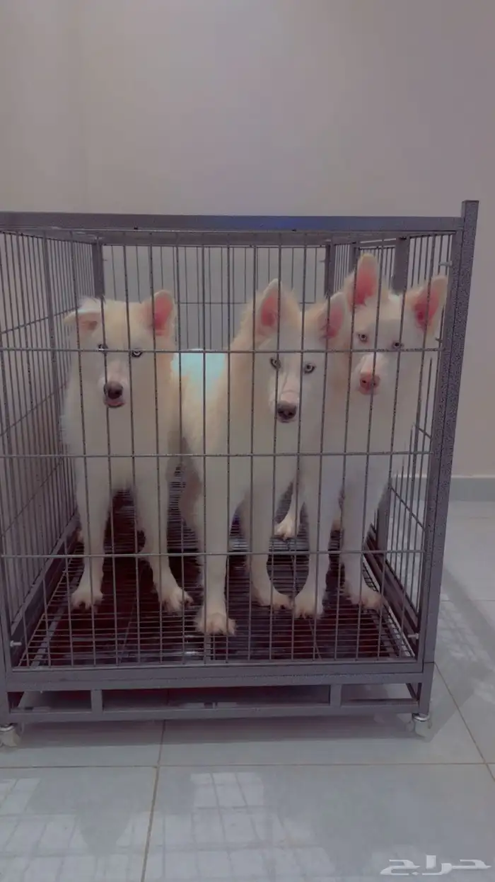 Pure white huskies 3