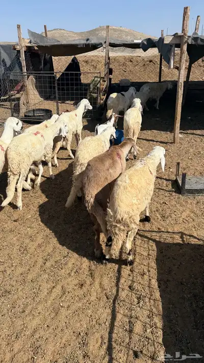 سواكن للبيع جملة وتفريد index
