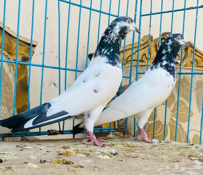 المدينة 1