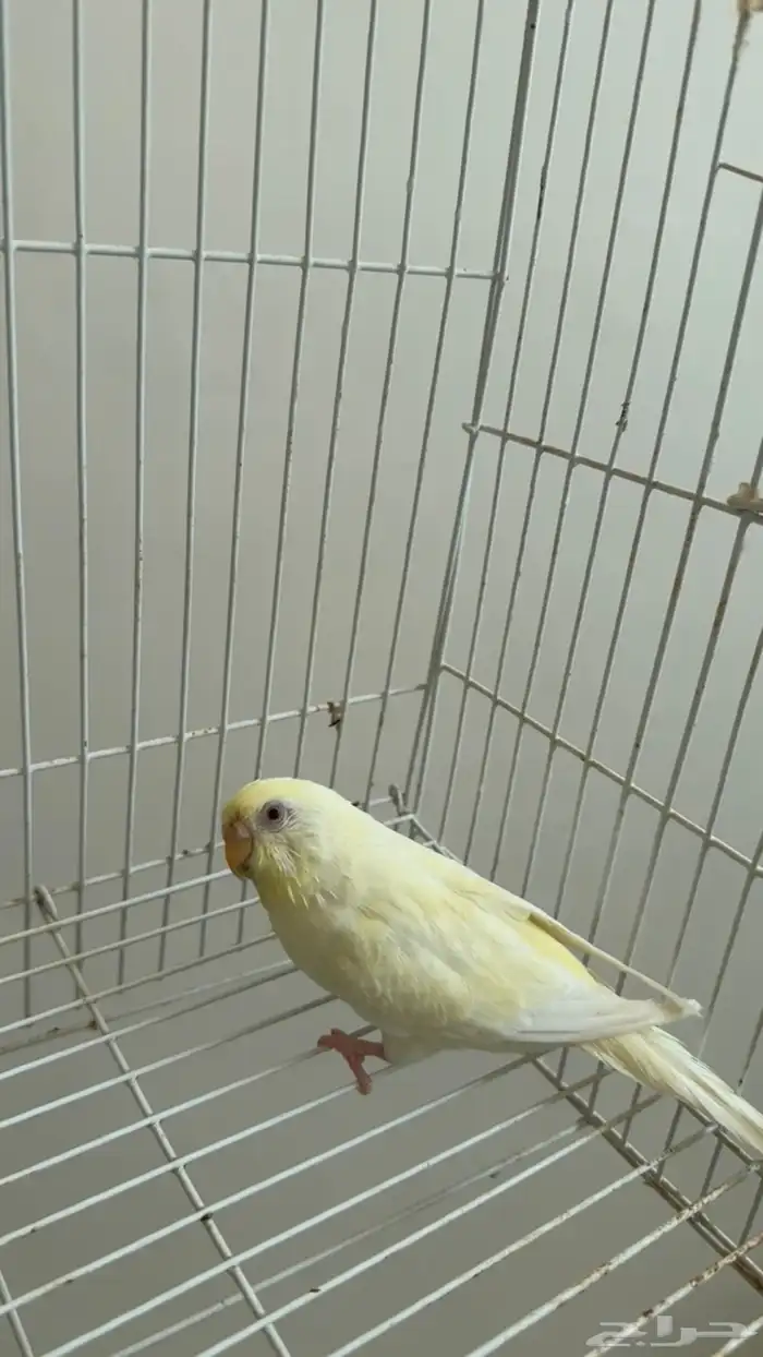 بادجي محايل عسير 0