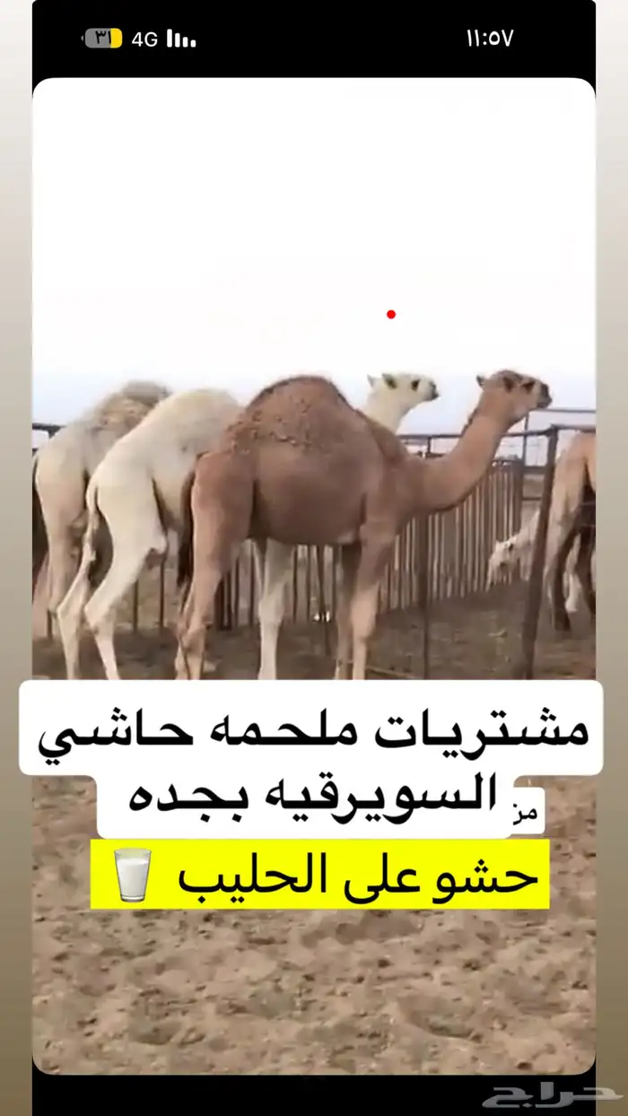 ملحمه حاشي السويرقيه جده حي الفروسيه 10