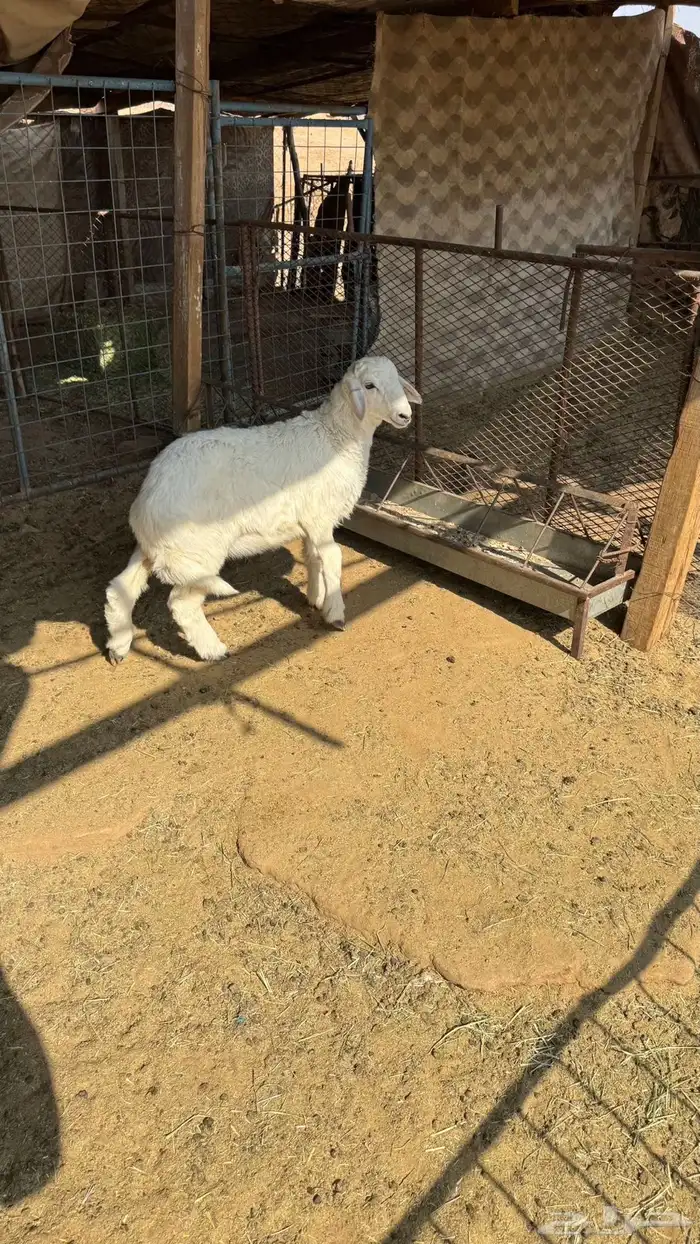 رخل 2