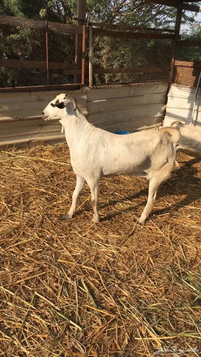 عنز بيشية اصيله مد وارتفاع تبارك الله جرم كبير 2