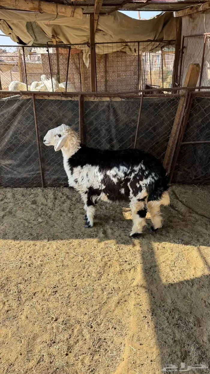 رخل 0