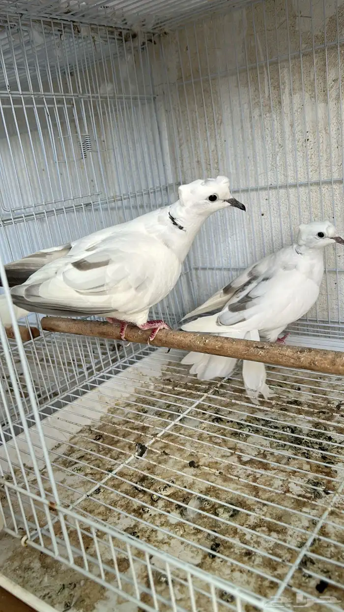 جوز ياكريم 3