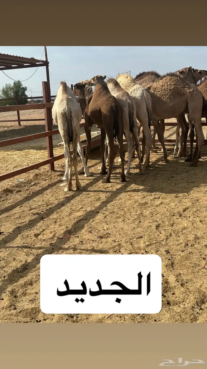 ملحمه حاشي السويرقيه جده حي الفروسيه 13