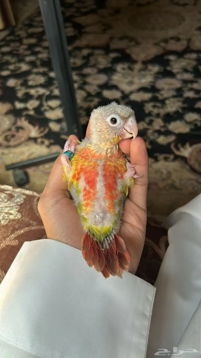 فرخ كنيور اناناس رد فاكتور 3