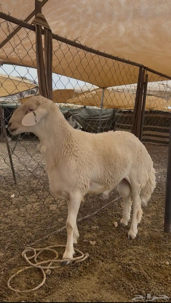 خروف مشروط من جميع العذاريب للبيع سنه ثني 0