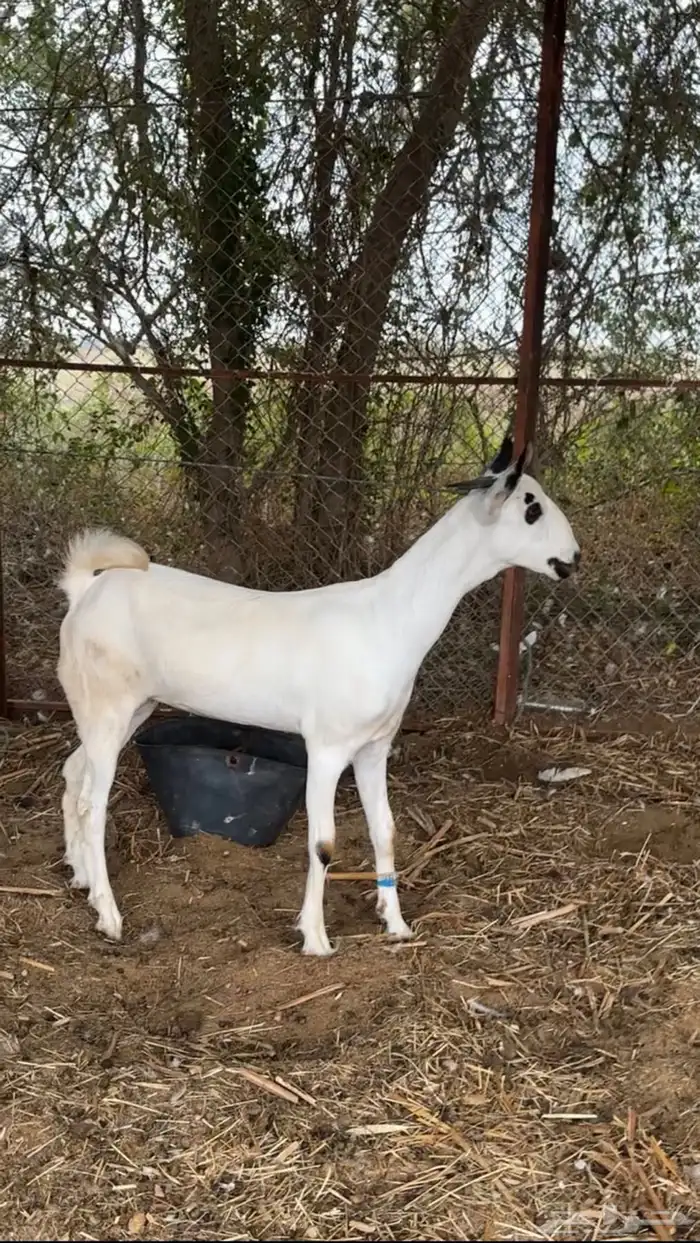 جفرة بيشية 1