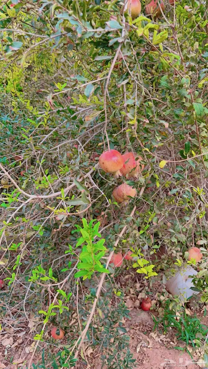 فرصة استثمارية  مزرعة للبيع متكاملة بصك شرعي في حفر الباطن 57