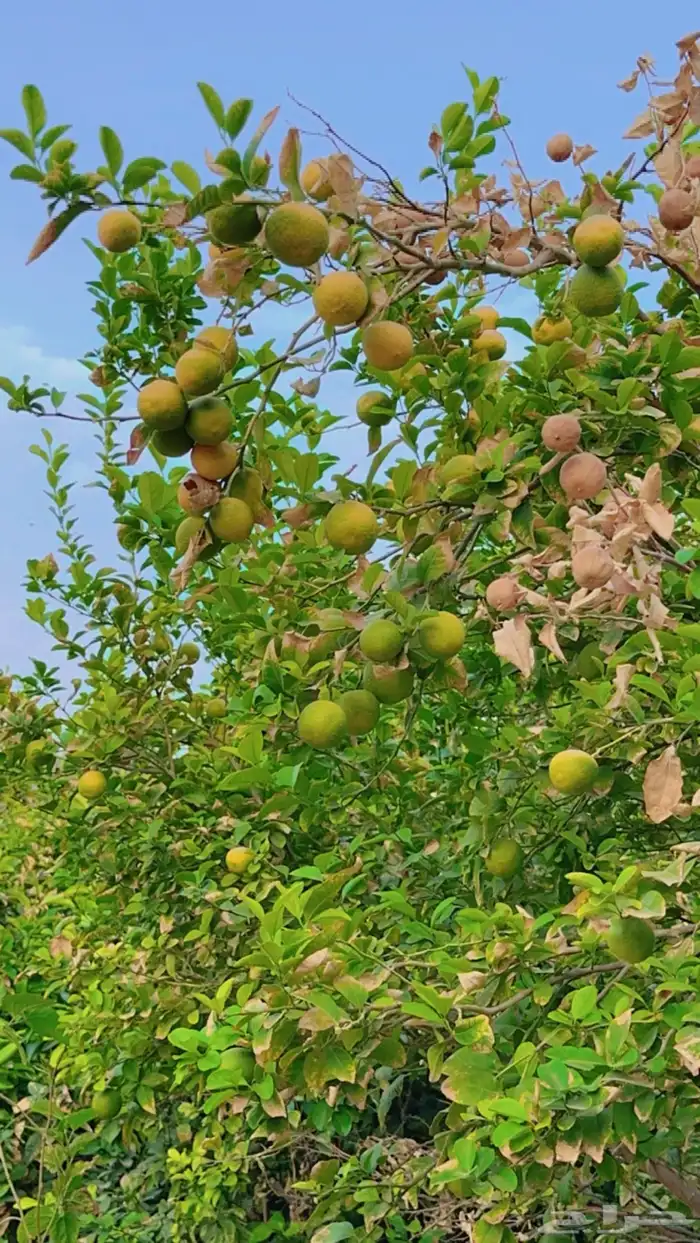 فرصة استثمارية  مزرعة للبيع متكاملة بصك شرعي في حفر الباطن 58