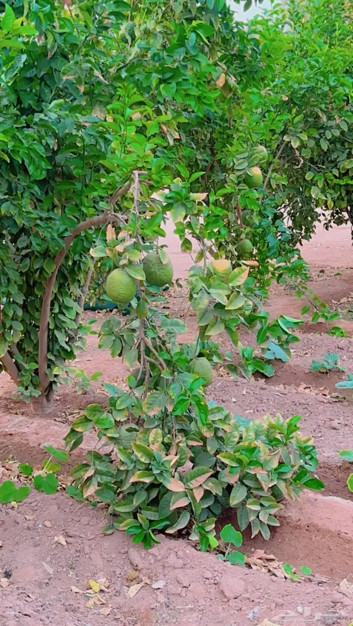 فرصة استثمارية  مزرعة للبيع متكاملة بصك شرعي في حفر الباطن 59