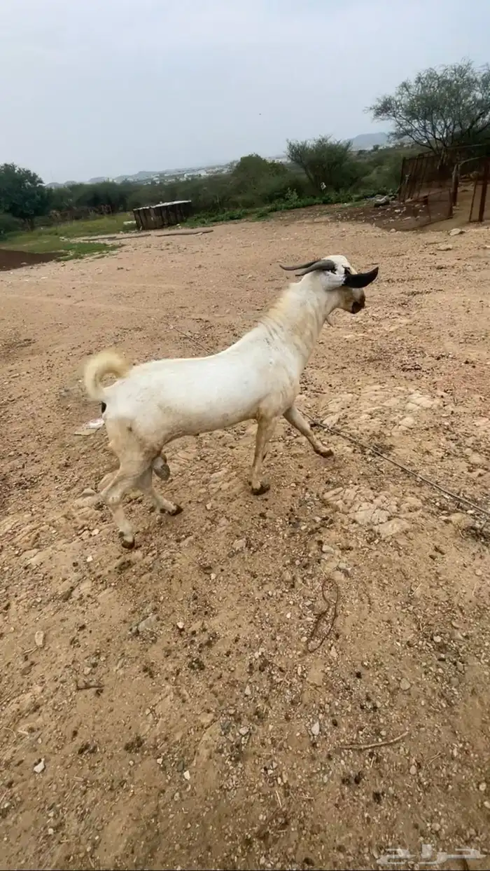 مشروع فحل بيشي اكحل 0