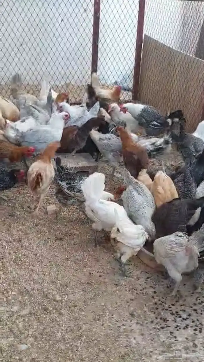 بيض وجاج 18