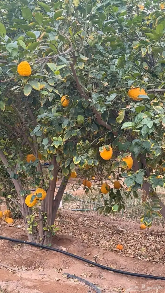 فرصة استثمارية  مزرعة للبيع متكاملة بصك شرعي في حفر الباطن 66