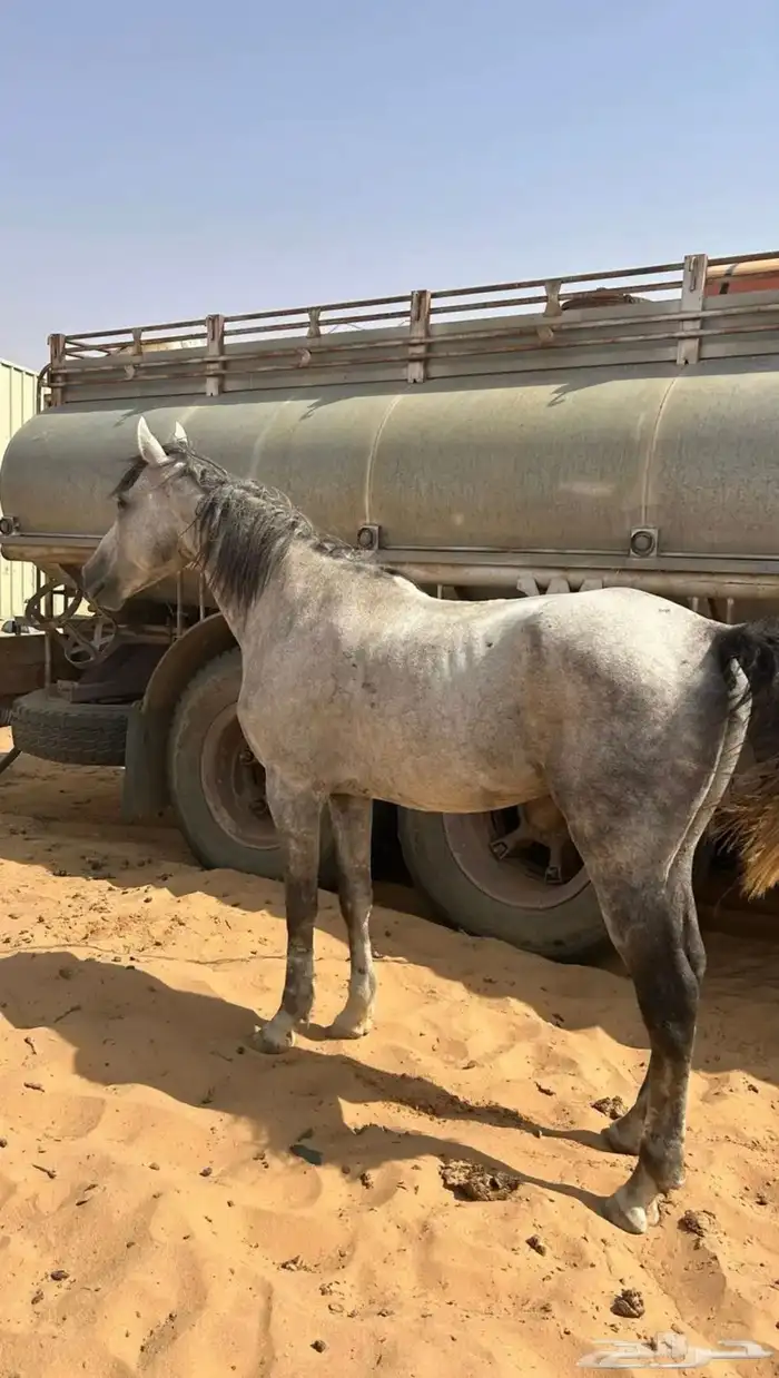 حصان شعبي موالف البل ويرد المقهور 0
