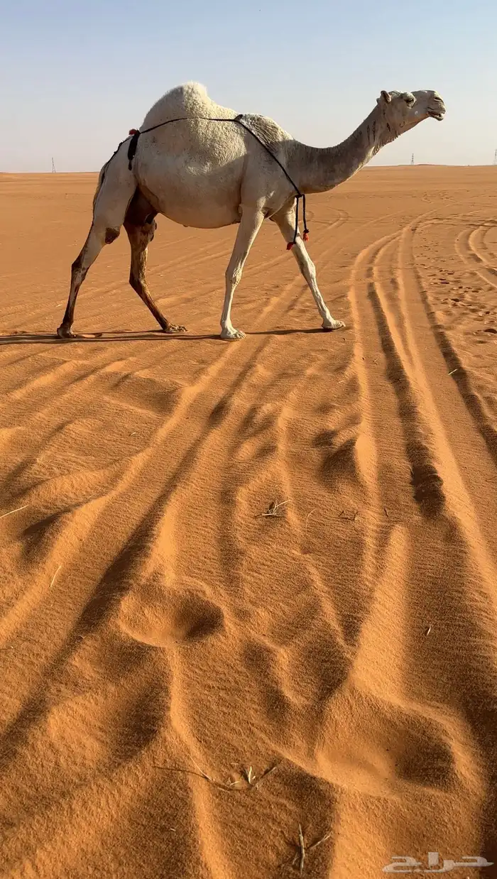 خلفه وضحا مصغر كفو طيبه 0