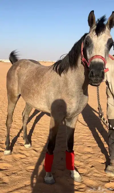مهر عربي شعبي index