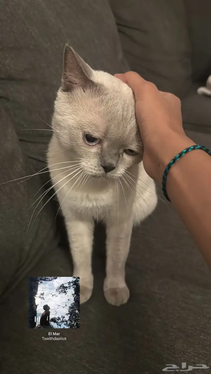 قط سيهات 1