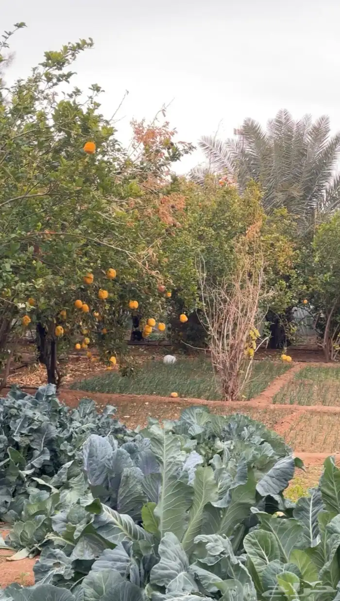 فرصة استثمارية  مزرعة للبيع متكاملة بصك شرعي في حفر الباطن 64